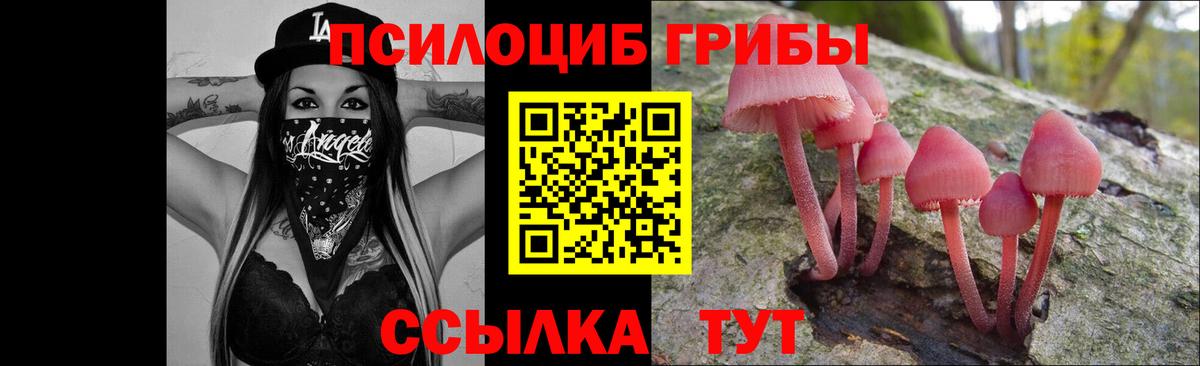 Псилоцибиновые грибы Psilocybe Узловая